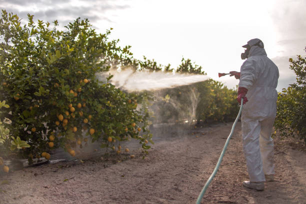 Best Pest Prevention Services  in Alamo, TX