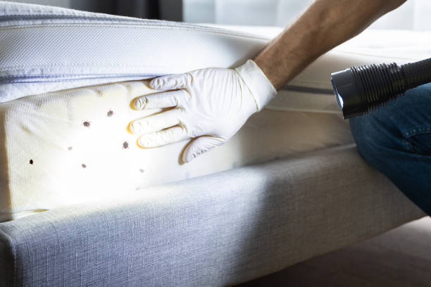 Best Affordable Pest Control Services  in Alamo, TX