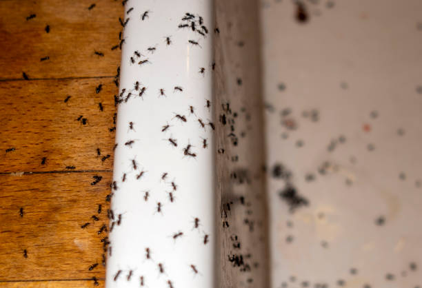 Best Pest Control for Restaurants  in Alamo, TX