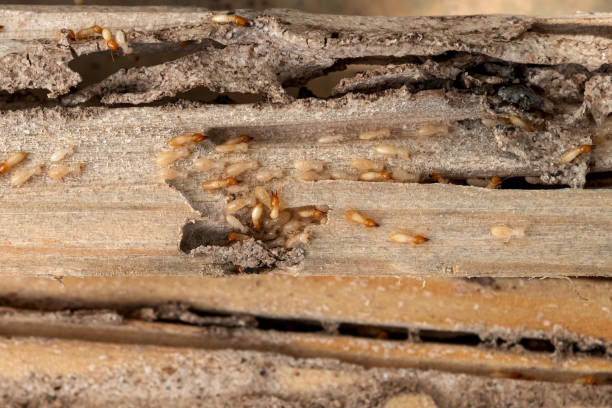 Reliable Alamo, TX Pest Control Solutions