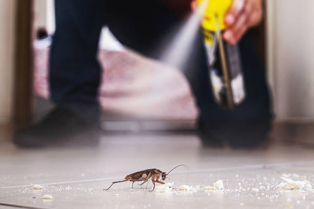 Flea Control Services in Alamo, TX