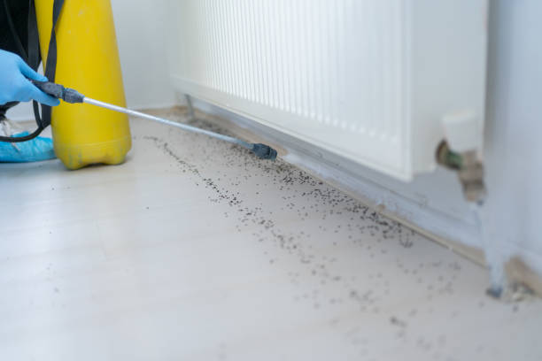 Best Pest Inspection Near Me  in Alamo, TX