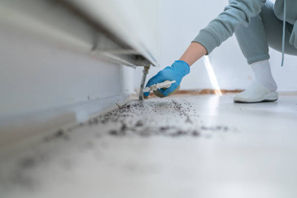 Best Cockroach Control Services  in Alamo, TX
